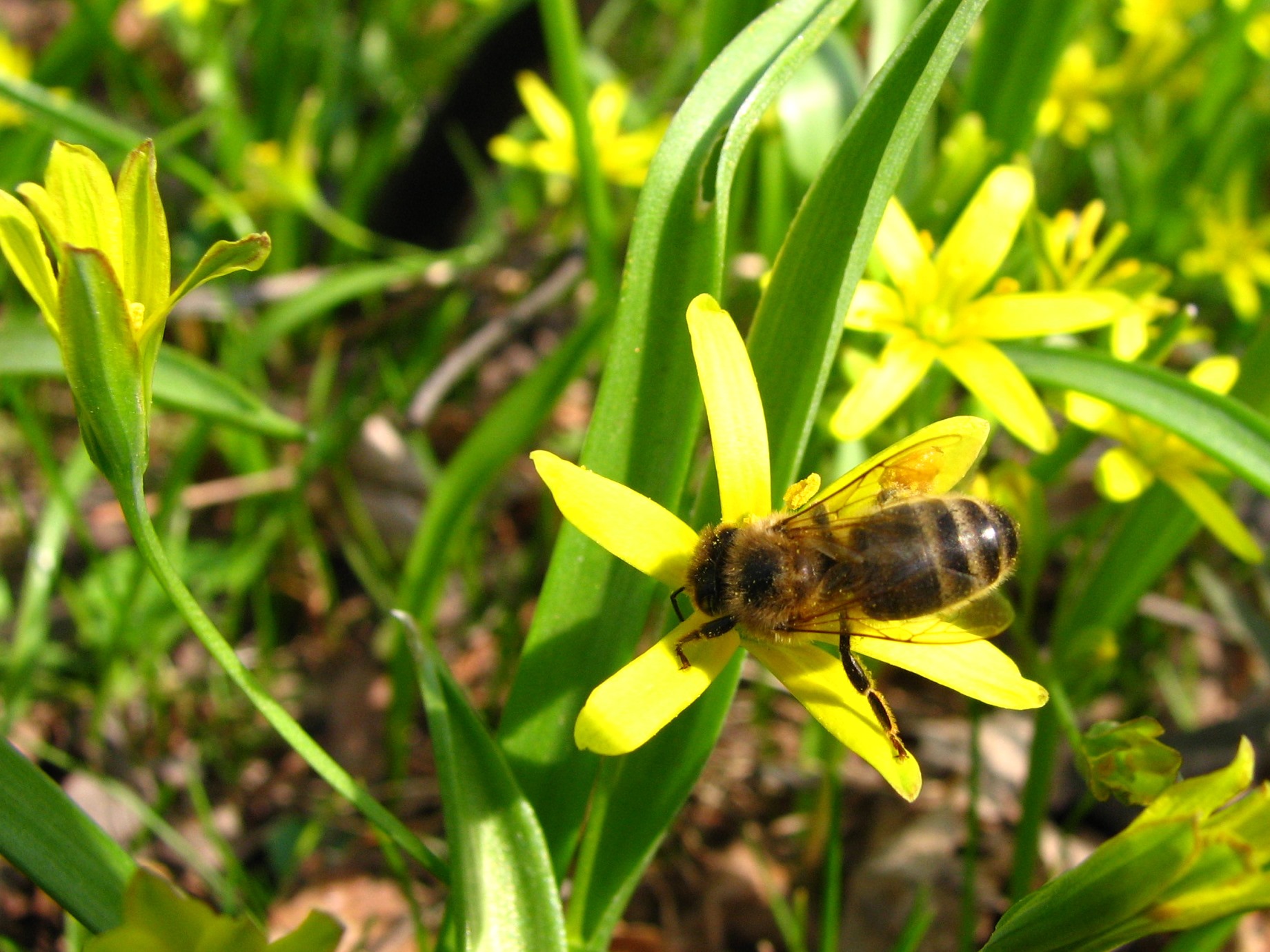 Colourful contemporary photo. It depicts a bee on a flower.