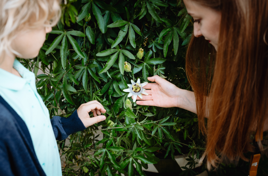 Młoda kobieta z długimi, kasztanowymi włosami, która pokazuje małemu chłopcu kwiat.
